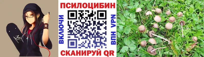 как найти закладки Ставрополь Галлюциногенные грибы Psilocybe
