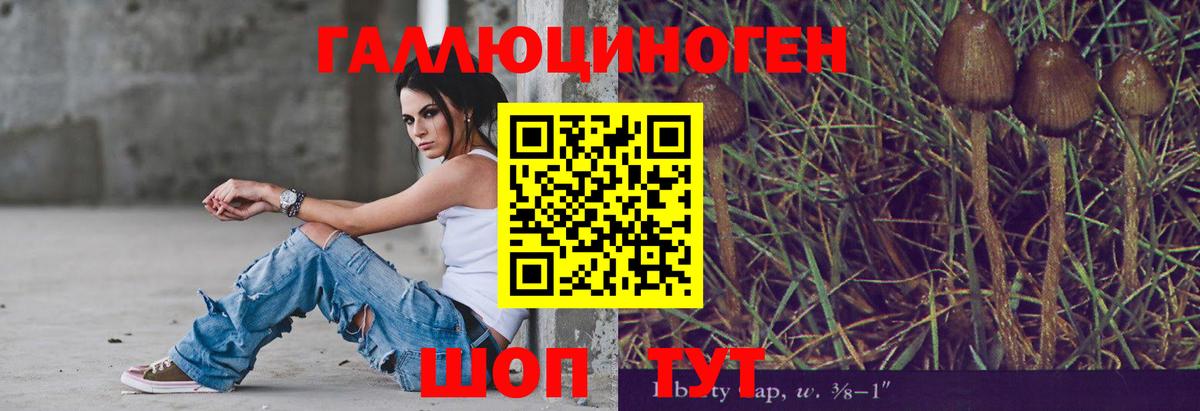 Галлюциногенные грибы Psilocybe Ставрополь